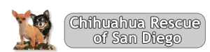 chihauah resceue