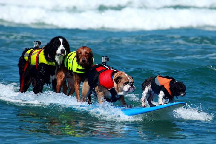 surfdog3