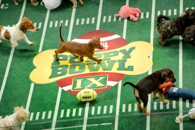 puppy bowl