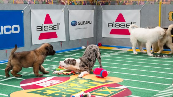 puppy_bowl_ix