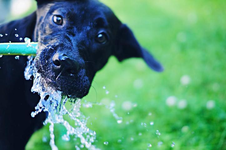 dog-drinking-from-a-water-hose-crissy-kight-wwwdearcrissycom