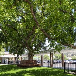 westfield-mission-valley-opens-community-dog-park-50