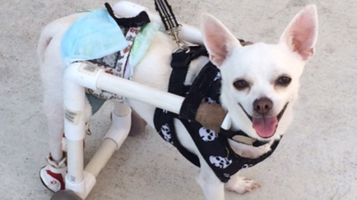 Sparky has proved to be a resilient little guy who loves to play with toys and can outrun you on his custom set of wheels.