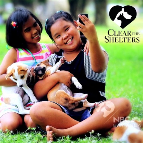 event-clear-the-shelters